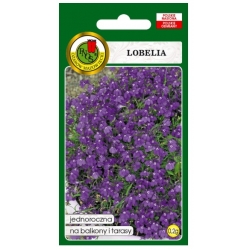 Nasiona Lobelia stroiczka Mitternacht pnos789